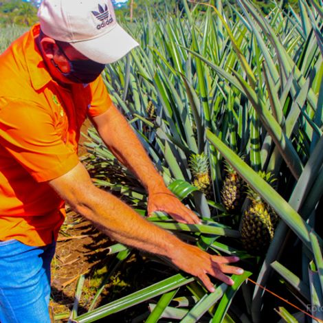 Coopepiña R.L. Costa Rica