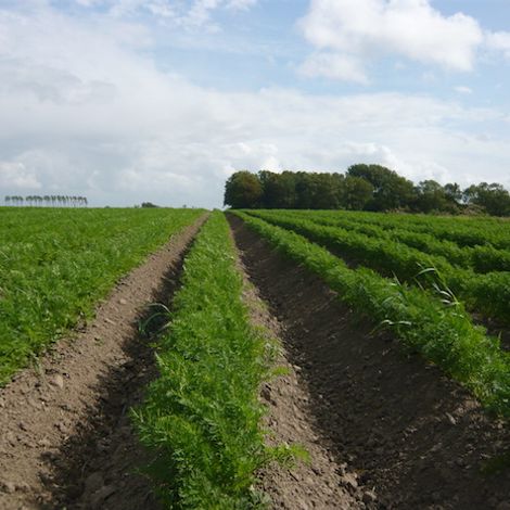 8.-Mehrere-Reihen-mit-Möhrenpflanzen-ca.-12-Wochen-nach-Aussaat1.jpg