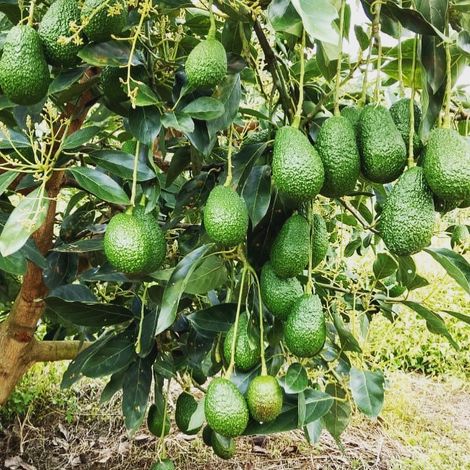 Mountain Avocado SAS - Plantation