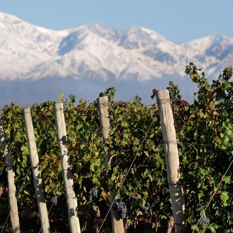Tittarelli Wines - Vineyard