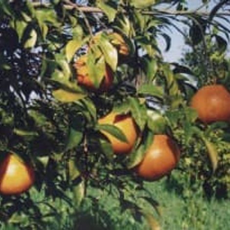 JMB Exporters Pakistan