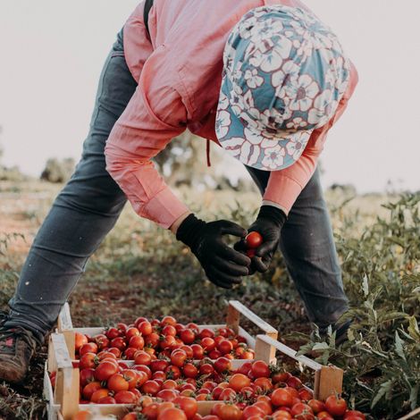 the tomato harvest