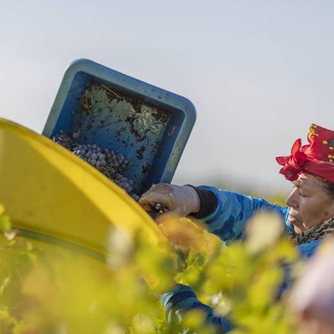 Château Sénéjac_Wine_Harvest3