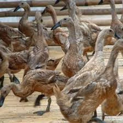 Pembekal Telur Itik Terengganu - Ducks