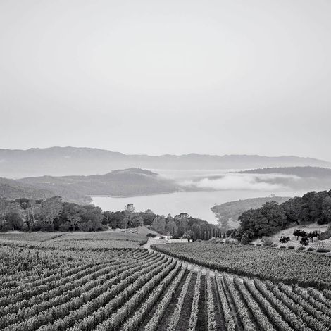 Bryant Estate Vineyard