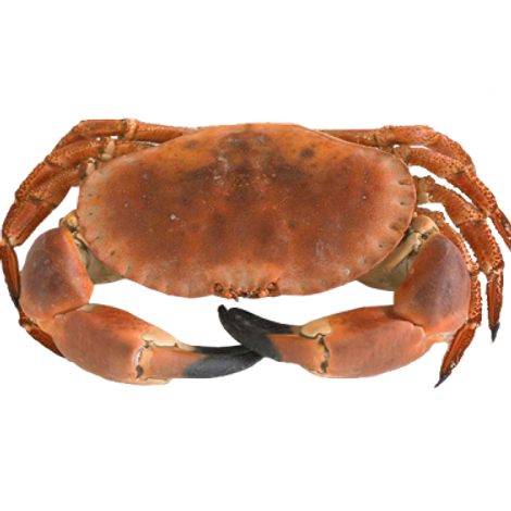 product-browncrab-375x400.png