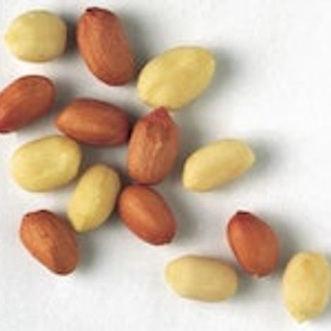 Elbe Nutro Commodities GmbH