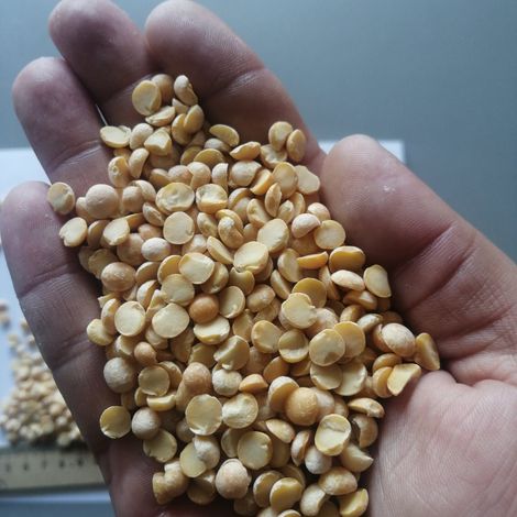 [Kruposvit]_[yellow pea]