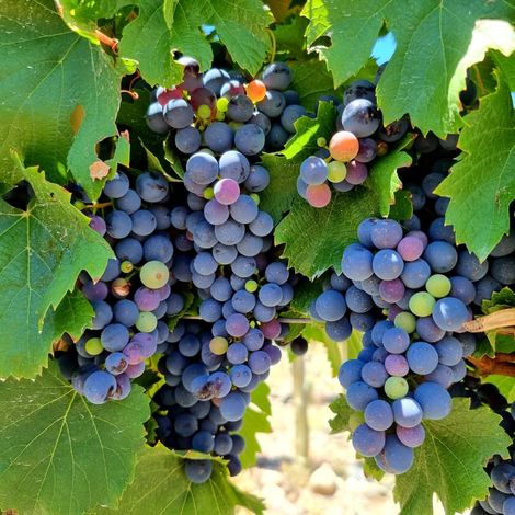 Lorenzo de Agrelo's grapes