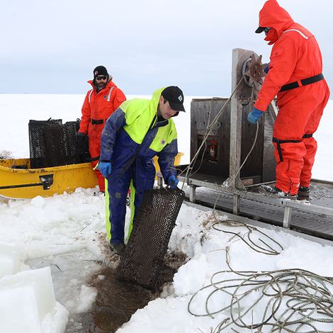 La Maison BeauSoleil Inc. - Harvesting Oysters