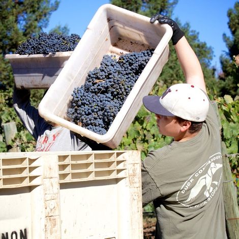 Silver Stag Winery_Wines_Harvest