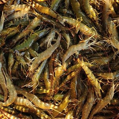 PT. Alter Trade Indonesia - Shrimps