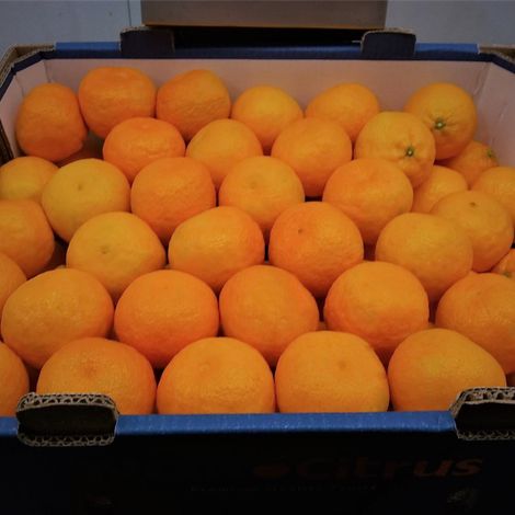 Pro Citrus Network Inc. - Oranges