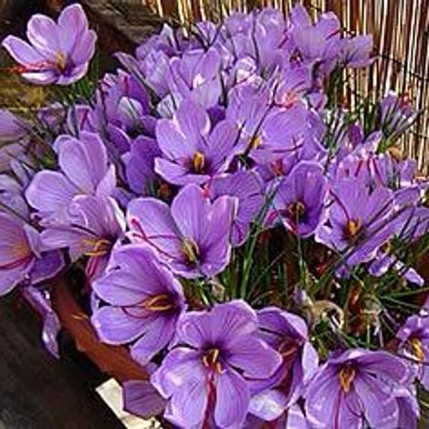Gowhar Naab Saffron Company - Saffron