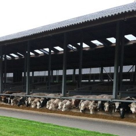Belgian Sopraco Group - Cattle Farm
