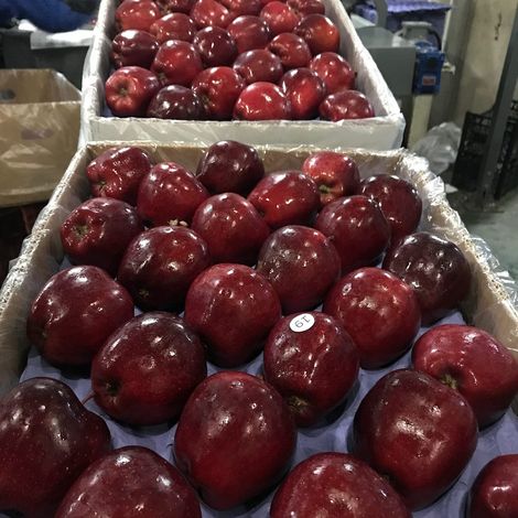 RED DELICIOUS