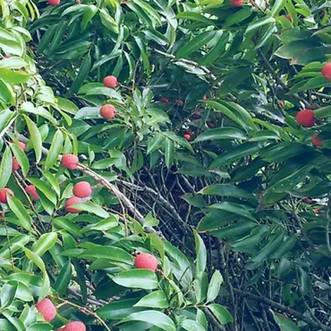 The Litchi Orchard