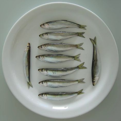 Baltic Sprat