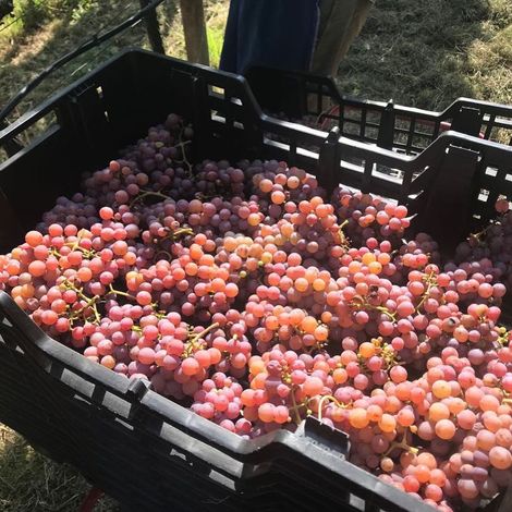 Fresh from harvest