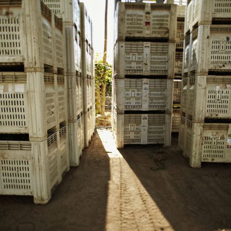 Exportadora XFRU Cinco LTDA - Products