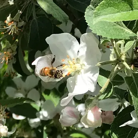 Greenridge Fruit Inc