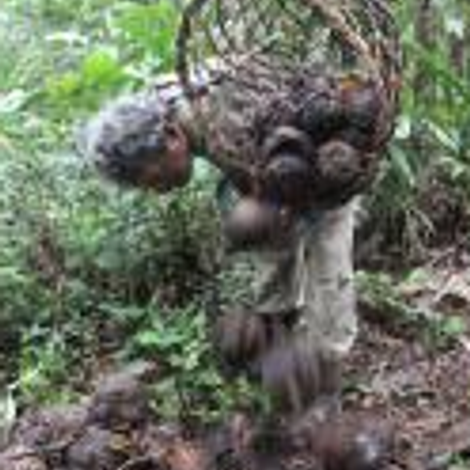 AMAZON NUTS S.A.C.
