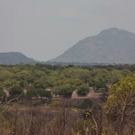 Masasi High Quality Farmers - Cashew Trees