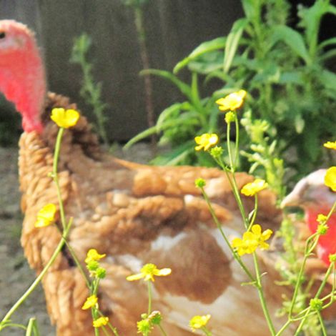 Flack Family Farm
