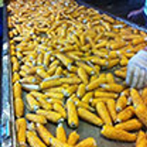 Seed Solutions Limited