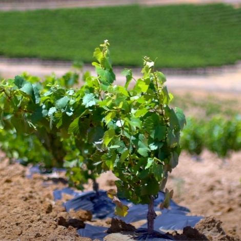 Vineyards