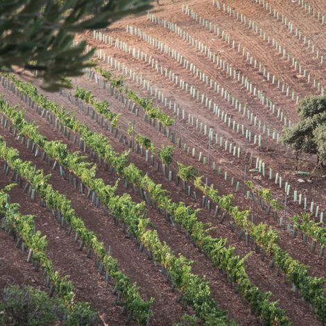 Bodega Nino de la Salina
