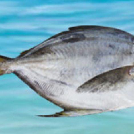 butterfish