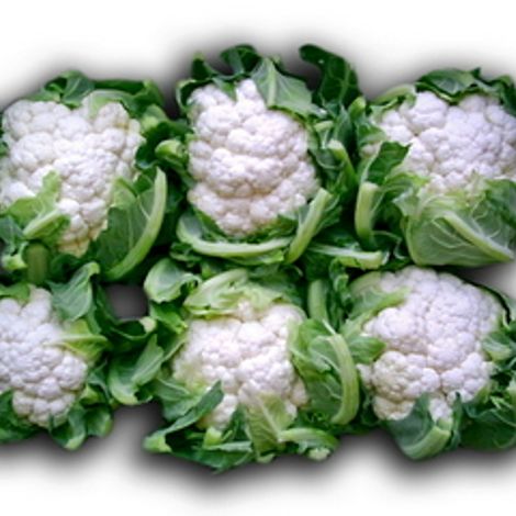 hortiquality10.jpg