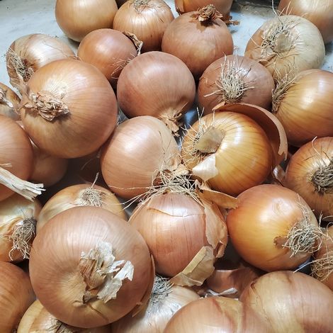 EIE_Onion_YellowOnion_Jumbo