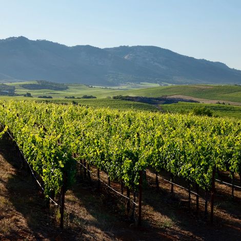 decades 5 vineyards 2.jpg