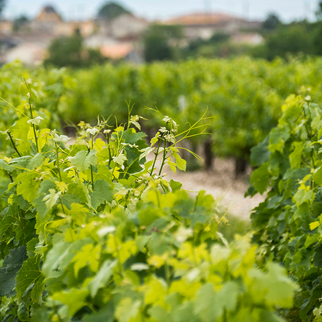Vineyards