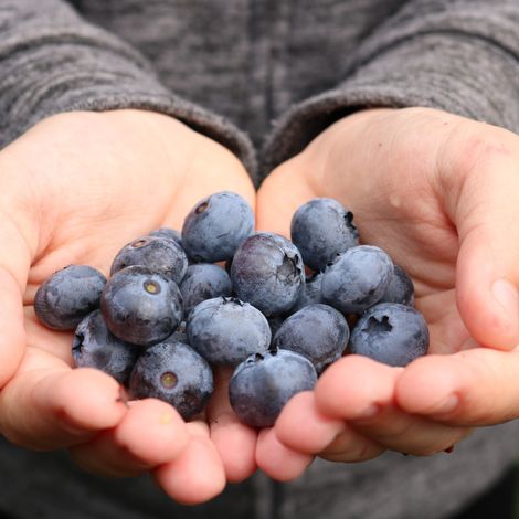 Sevenberries, Lda