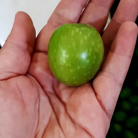 Nocellara del Belice