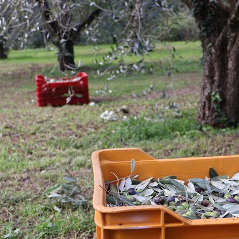 Olives Harvesting