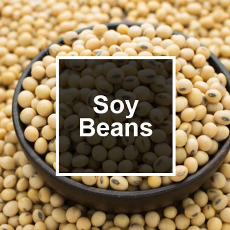 Soybean.jpg