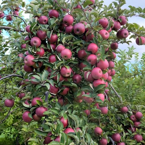 Apple Tree