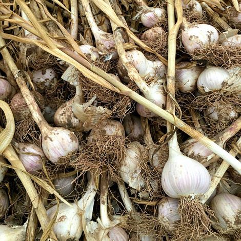 Fraser's Garlic Farm, LLC