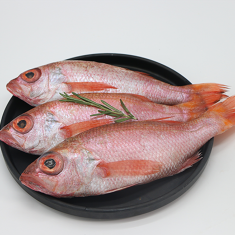 Blackthroat Seaperch(Nodoguro)