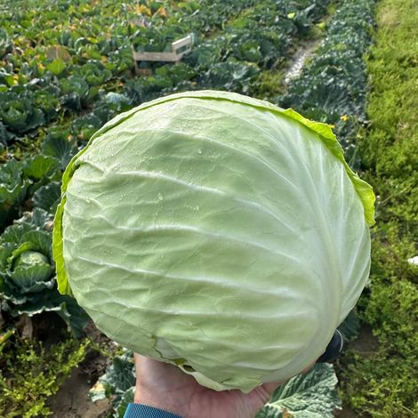 White Cabbage