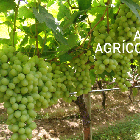 Ara Empreendimentos Ltda - Grapes