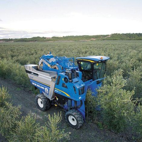 Novel Agro Ltd - Plantation