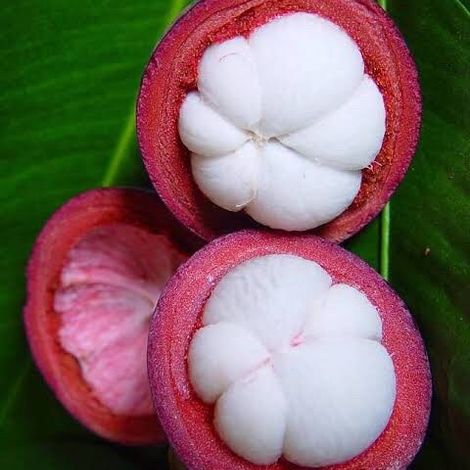 Mangosteen