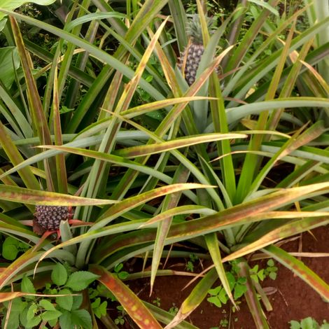 Our Pineapples