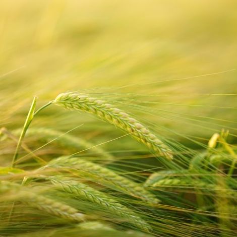 barley-2117454-pixabay-image-610x551.jpg