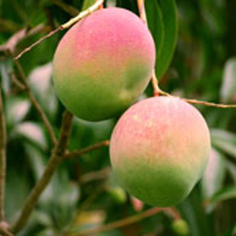 mango-on-tree.jpg